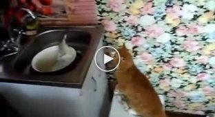 Любопытный кот впервые увидел живую рыбу