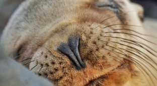 Очаровательные детеныши морских львов (15 фото)