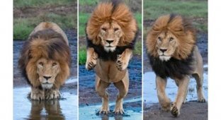"Как мощны мои лапищи!": прыжок льва через ручей (6 фото)