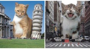 Котзилла существует: гигантские коты заполонили города (13 фото)
