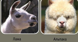 Альпака и Лама. В чем разница? (10 фото)