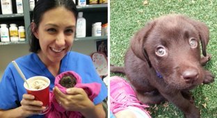 Ветеринарная медсестра спасла жизнь обреченному щенку лабрадора (10 фото)