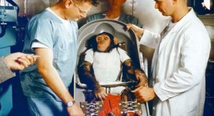 Наследие Хэма, шимпанзе-астронавта (12 фото)