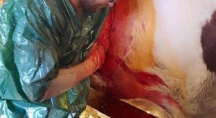 Ветеринар сделал корове кесарево сечение ради телят-сиамских близнецов (3 фото)
