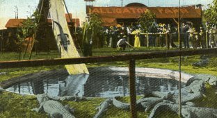 Развлечение прошлого века: ферма с аллигаторами (12 фото)
