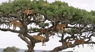 Десять львиц решили подремать на ветвистом дереве (4 фото)