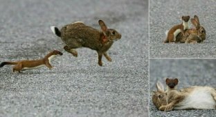 Кровожадный горностай завалил кролика, большего его в четыре раза (7 фото)