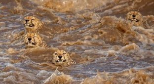Гепарды пересекают кишащую крокодилами реку (17 фото)