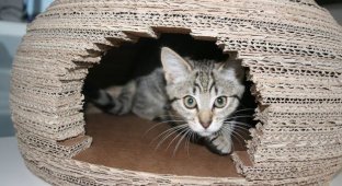Девушка построила для кошки потрясающий домик-иглу из картона и вот как она это сделала (9 фото)