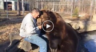 Большой медведь играет с человеком