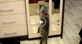 Забавный кот танцует ламбаду перед зеркалом