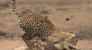  Леопард против крокодила. Полная версия (34 Фото)