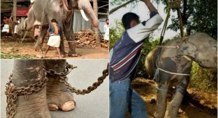 Издевательства над слонами в Индии (11 фото)