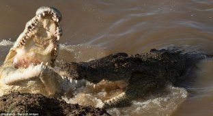 В мире животных: оторванная голова зебры в крокодильей пасти (12 фото)