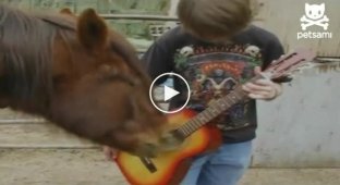 Лошадь играет на гитаре