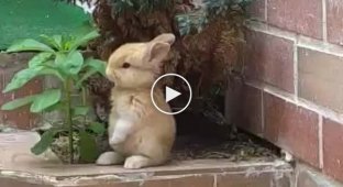 Пользователей сети умилил лакомящийся растением кролик