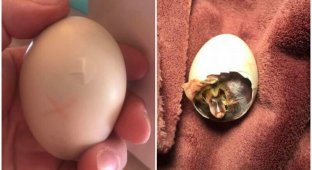 Женщина нашла яйцо в разоренном гнезде, и не смогла оставить его (15 фото)