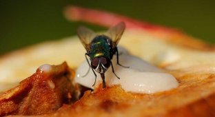 А вы знали, что на самом деле происходит с вашей едой, когда на нее садится муха? (3 фото)