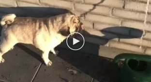 Собака пытается выпить святую воду