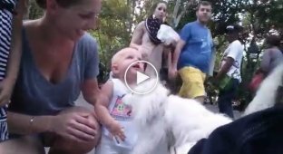 Кукловод прогулялся по парку с невероятно живой плюшевой собакой   