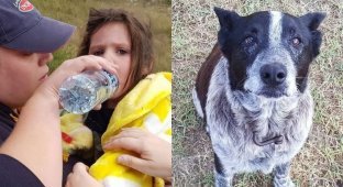 В Австралии старый пес, 17 часов охранял потерявшуюся 3-летнюю девочку (3 фото)