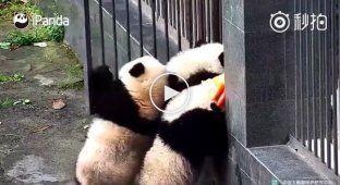 Неудавшаяся попытка группового побега панд