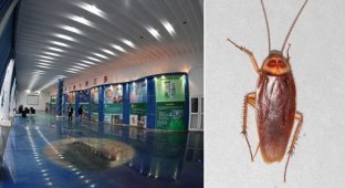 Китай выращивает 6 миллиардов тараканов в год. Зачем? (6 фото)