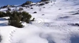 Неожиданная встреча со склона заснеженной горы на туристов в Испании скатился кабан