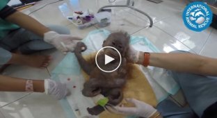 Этот детеныш орангутана умирал в грязной картонной коробке но врачам удалось совершить чудо (жесть)