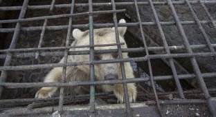 В Армении спасли медведицу, которая прожила всю жизнь в тесной клетке (8 фото)
