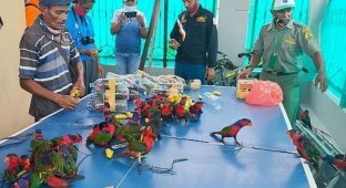 На борту корабля в Индонезии обнаружили попугаев в бутылках (5 фото)