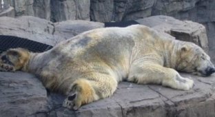 Самый грустный белый медведь в мире скончался после 22 лет жизни в бетонной яме (4 фото + 1 видео)