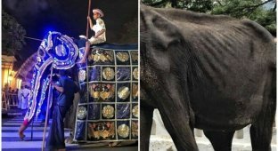 На это больно смотреть: печальная изнанка ярких фестивалей со слонами (5 фото)