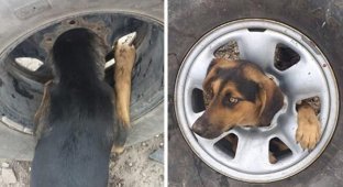 Бездомный пес застрял в автомобильном колесе (5 фото + 1 видео)