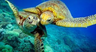 Зелёные черепахи на Большом Барьерном рифе (9 фото)
