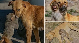 Собака усыновила хвостатого сироту (12 фото + 1 видео)
