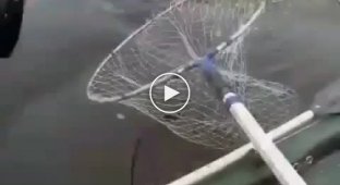 Знатная рыбалка деда на судака