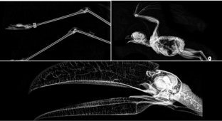 Зоопарк Орегона показал как выглядят на рентгеновских снимках питон, лиса и хвост бобра (15 фото)