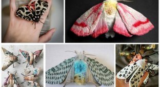 Вы удивитесь, узнав кое-что об этих бабочках (21 фото)