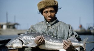 Добыча чёрной икры в Астрахани в 1960-м году (13 фото)