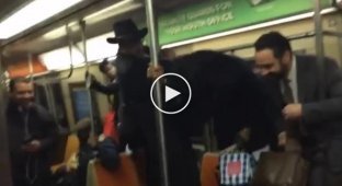 Что происходит с американцами в метро, когда они увидели крысу
