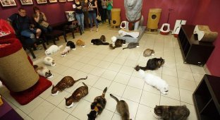 Эрмитажные коты оказались в числе наследников французского мецената (1 фото + 1 видео)