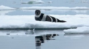 Полосатые тюлени (6 фото)