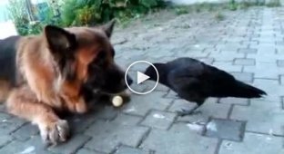 Собака и Ворона играется с шариком