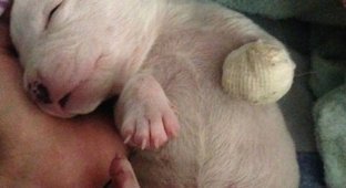 Кошки воспитывают трёхногого щенка, которого пыталась съесть его мать (12 фото)