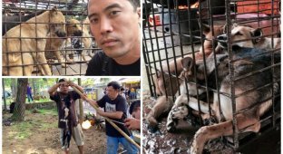 Этот парень спас около тысячи собак от смерти на ежегодном фестивале собачьего мяса в Китае (3 фото + 3 видео)