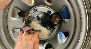 Пожарные спасли щенка, который застрял в старом колесе (6 фото + 1 видео)