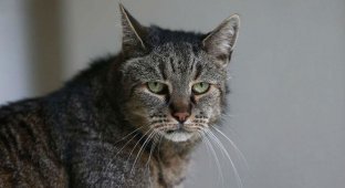 Мускат (Nutmeg) - возможно самый старый кот в мире. Ему 31 год! (8 фото)