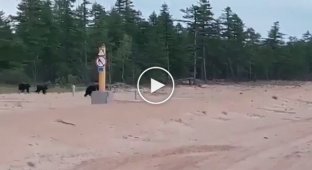 В Якутии мужчина прогнал криком медведицу с медвежатами