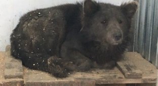 В Челябинске появилась «медвебака» (4 фото)